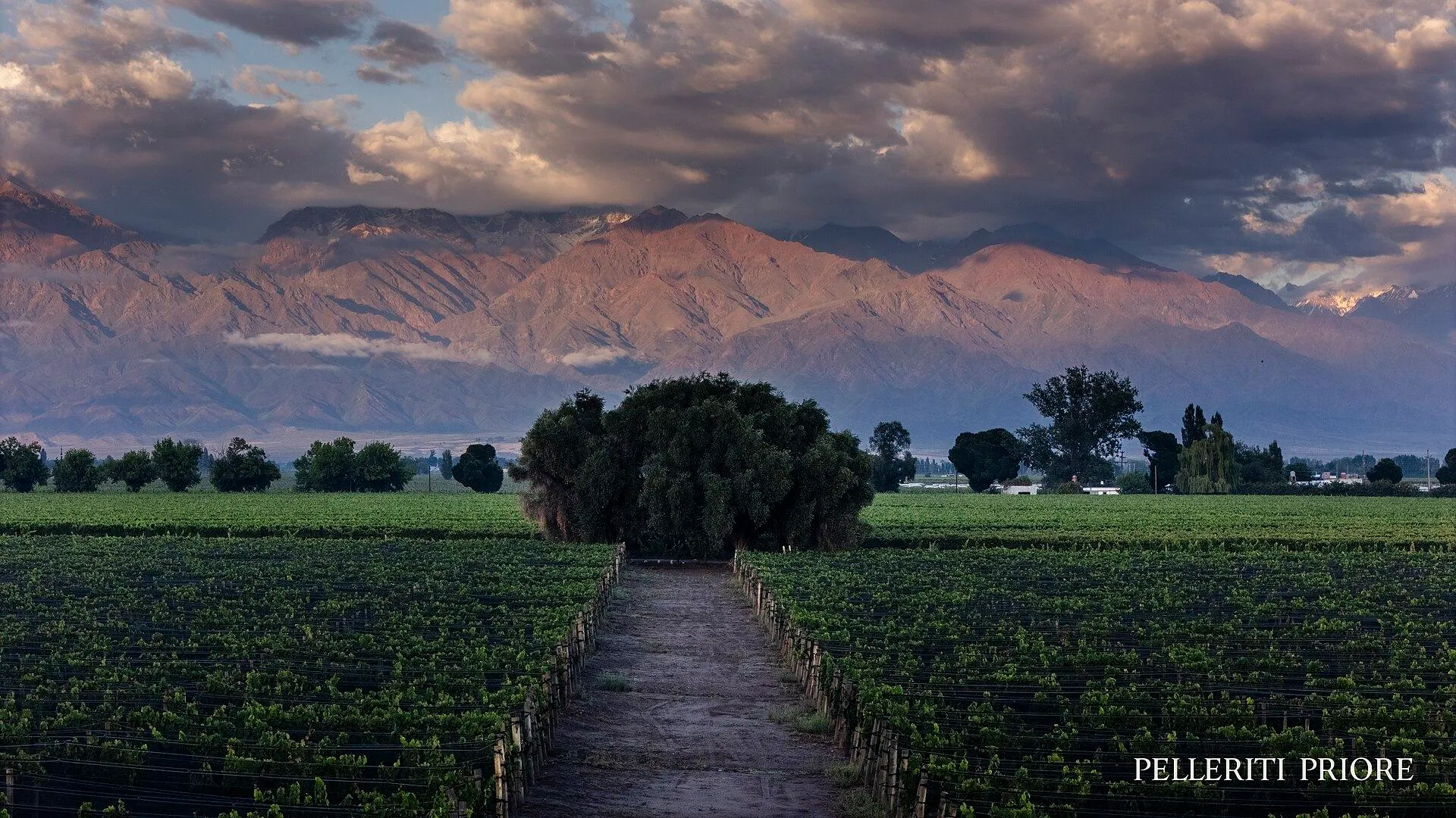 Viñedo